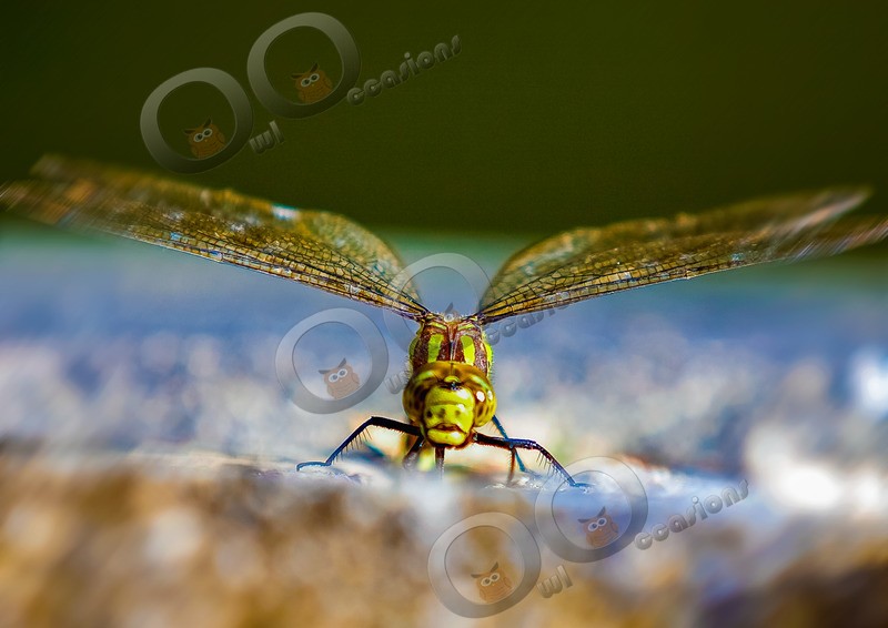 Dragonfly  1 07-10-07 - Insects from around the world
