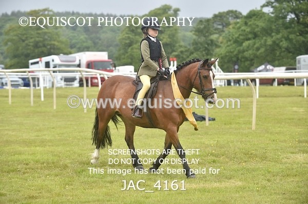 JAC_4161 - 40CM WORKING HUNTER