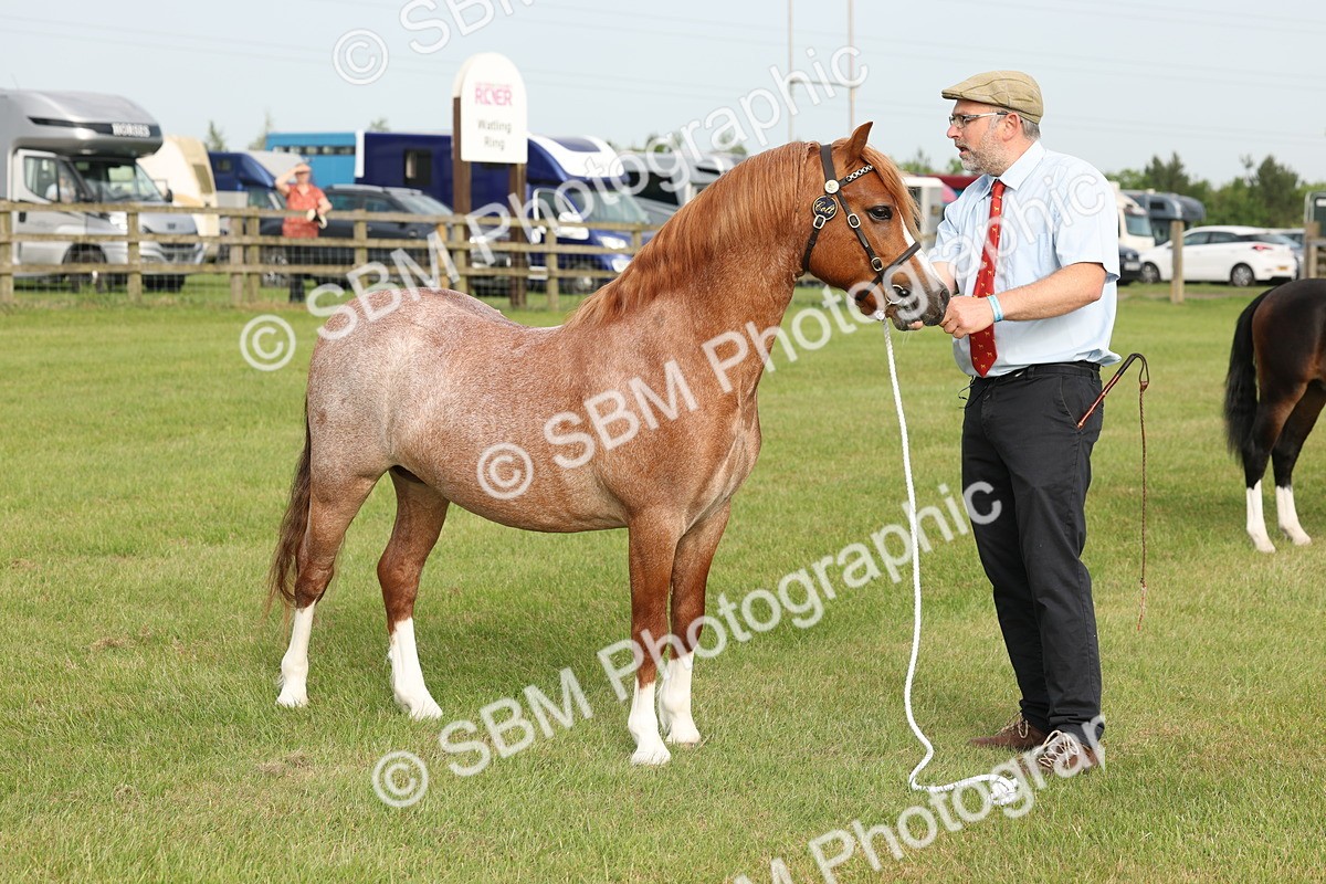 SBM_00418 - Class 6-13 - Mountatin and Moorland In Hand Welsh Breeds