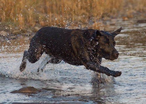 17 - Heney Gundogs