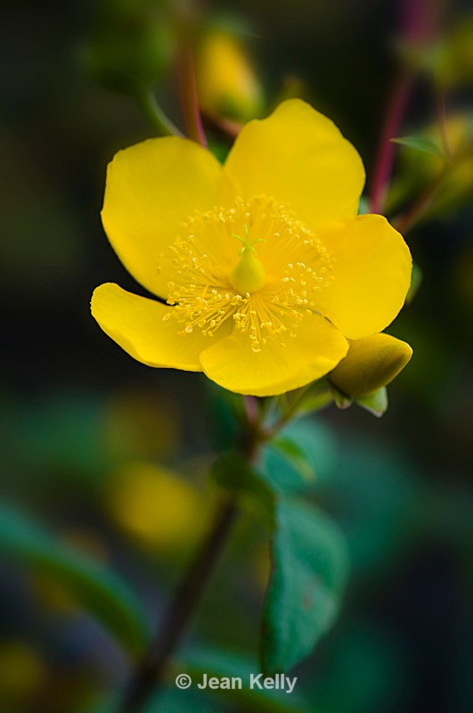 Flower - 6961 - Yellow