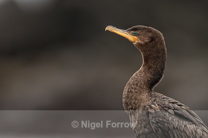 Neotropic Cormorant side-on portrait, Chile - Neotropic Cormorant