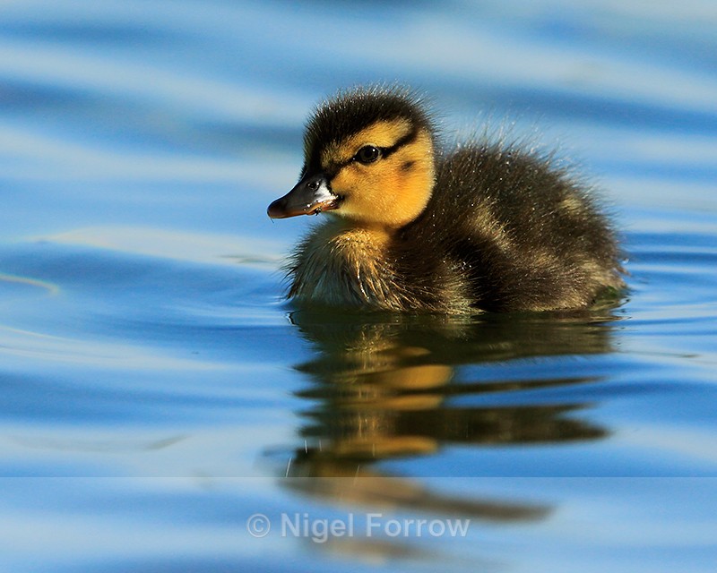 Mallard duckling on Farmoor 2 - Mallard