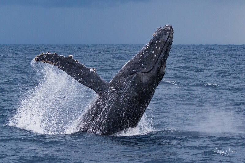 Storm Breach. 0A3A9347 - Humpback Whales