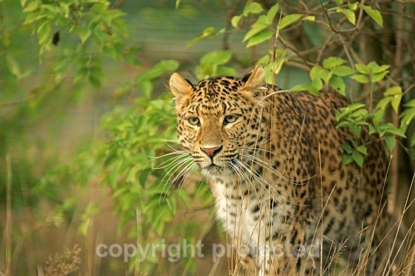 North Chinese Leopard - Atara (WHF) - Amur Leopards