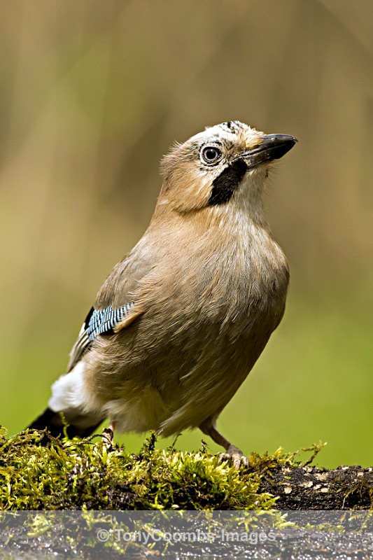 Jay - Drinking Pool Hides