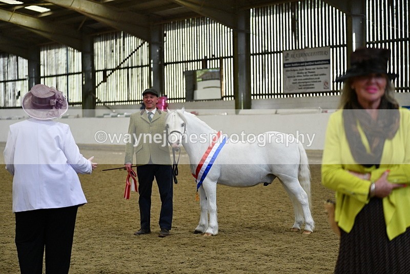 WJ5_5803 - Morning in hand Championship