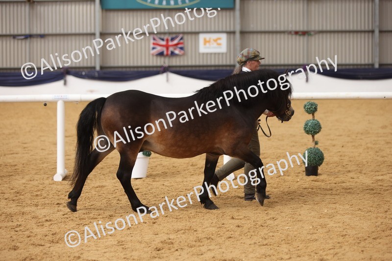 20260913-1747 - Class 117 - Stallion 4years and over
