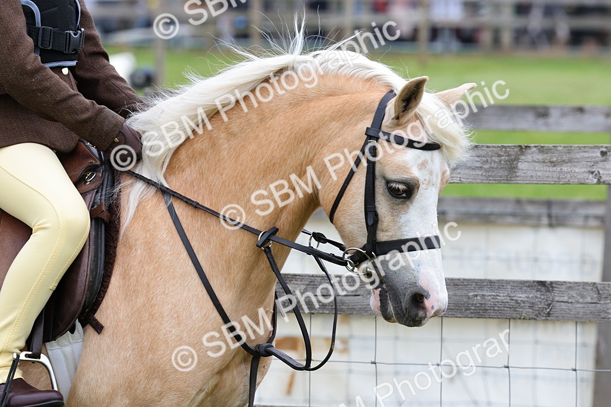 SBM_08430 - Class 42-43 - LIHS BSPS Heritage Working Sports Pony