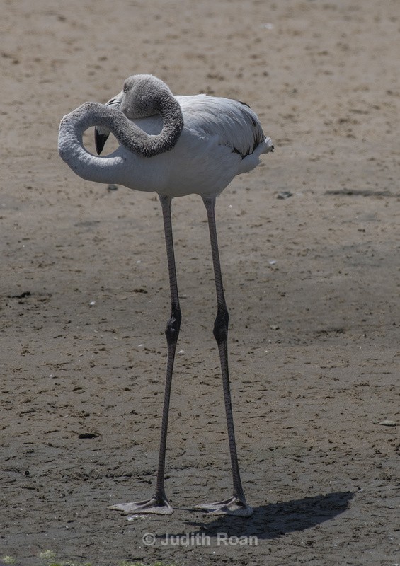 Greater Flamingo young - Namibia 2022