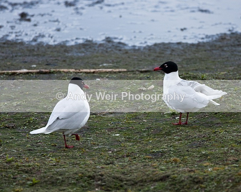 20100501-WE 070 - Gulls