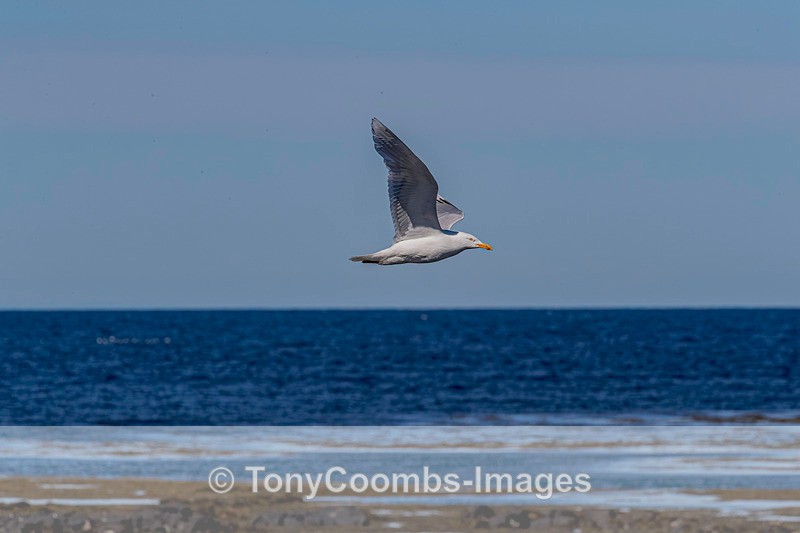 Glaucous Gull - Iceland