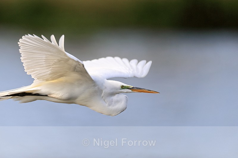 Close fly-past of Great Egret, Venice Rookery, Florida - Great Egret