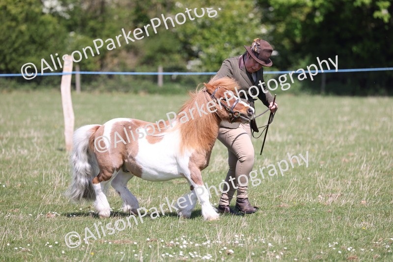 20250427-2960 - Class 27 - Coloured Horse and Pony