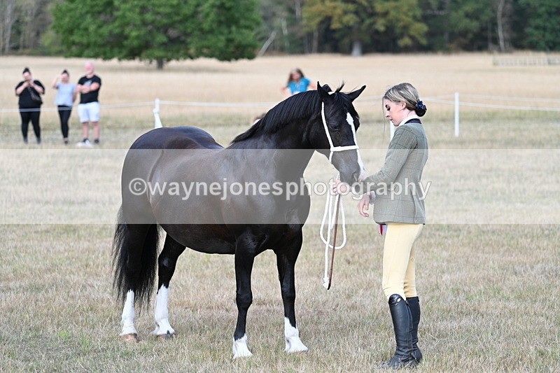 WJ7_8320 - In-hand Championship