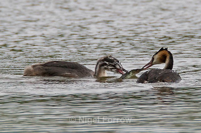 Great Crested Grebes (juvenile & adult) in a tug of war over a fish - Great Crested Grebe