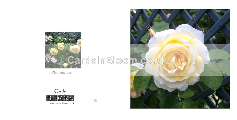 036 Leverkusen Rose - FLORAL GREETING CARDS