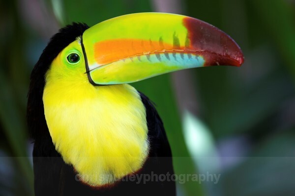  - Birds of Costa Rica and Mauritius