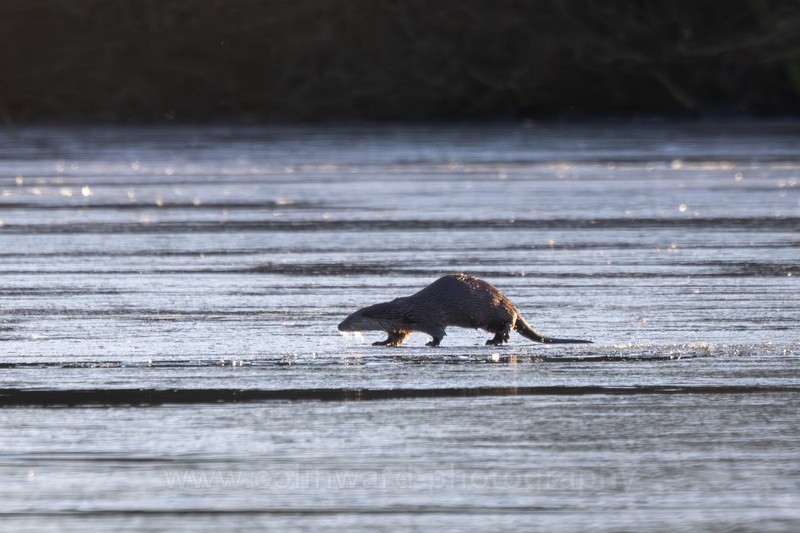 Otter on Ice - macro and nature.