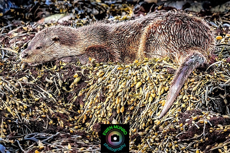 DO-13-Keills Peninsula, Lochgilphead - 'DRATSIE' (AKA Otters)