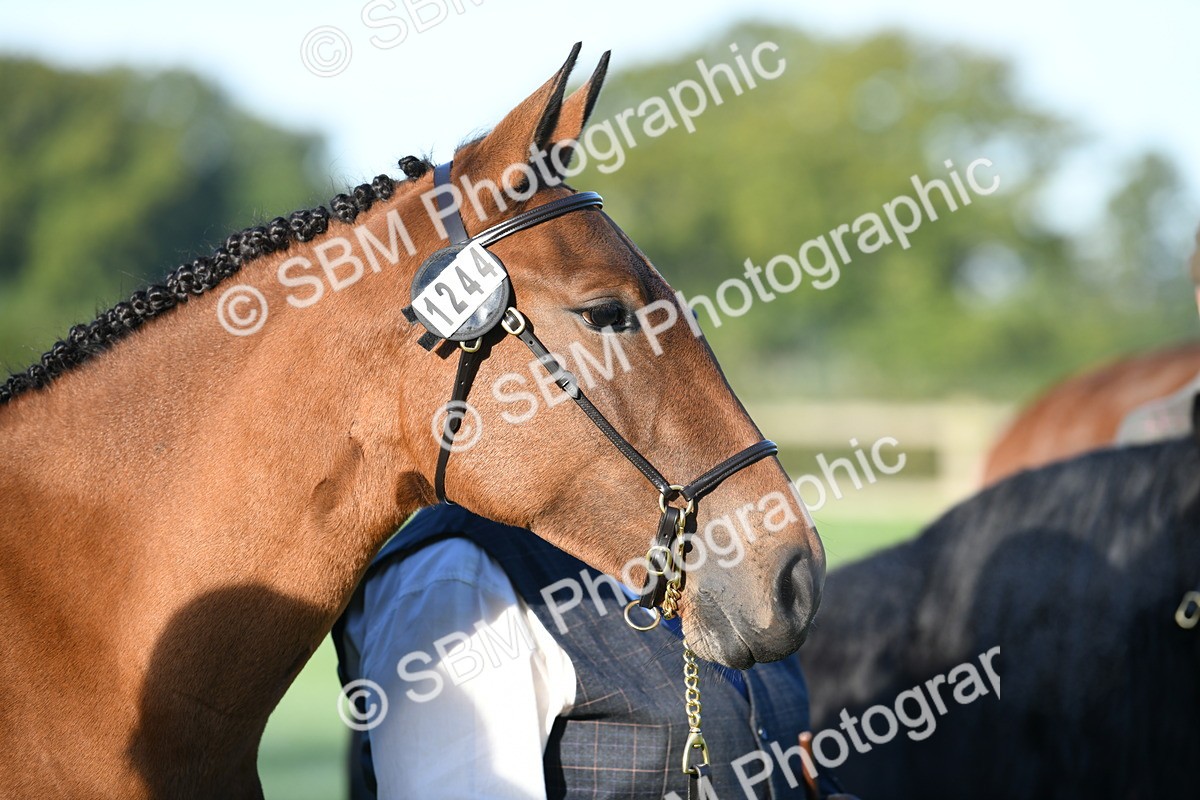 SBM_32787 - S15 - Condition & Turnout In Hand