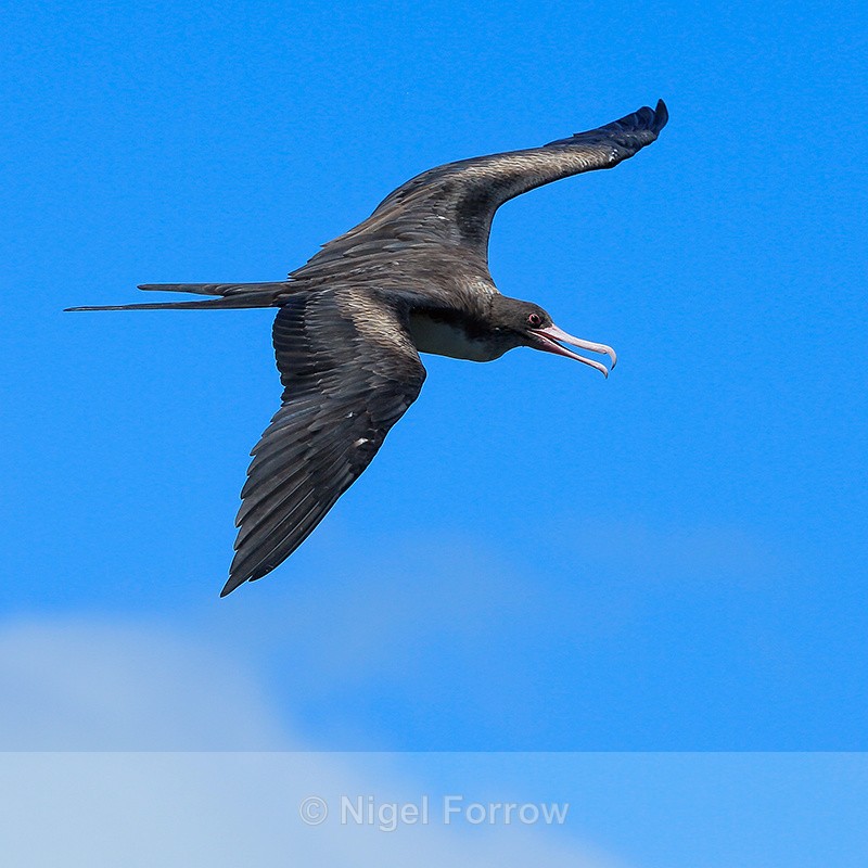 Great Frigatebird (adult female) in flight, Kilauea Point, Kauai - Great Frigatebird