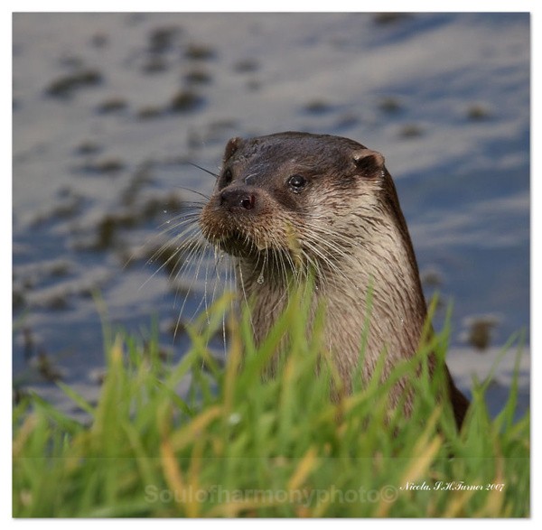 Otter - Captured Wild life/Domestic/ livestock Animals