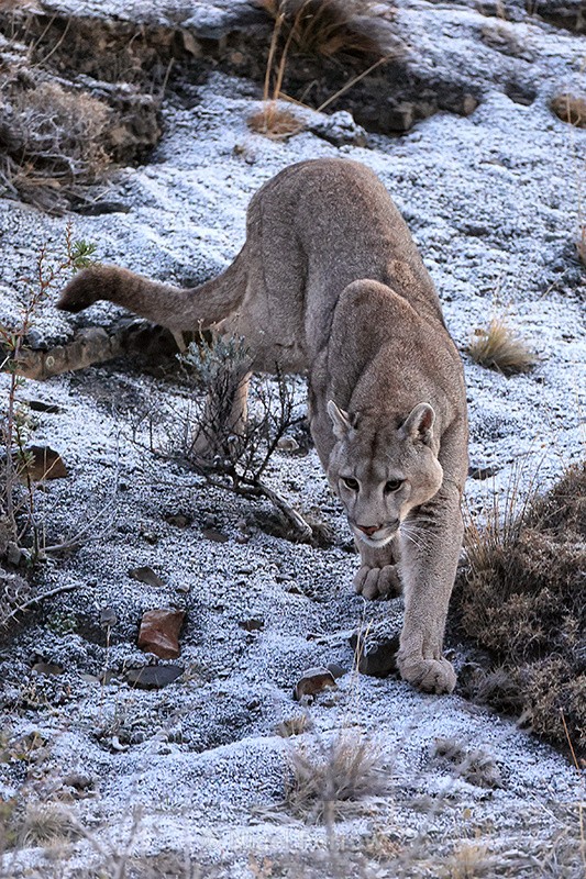 Puma (male) descends frosty slope, Torres del Paine, Chile - Puma