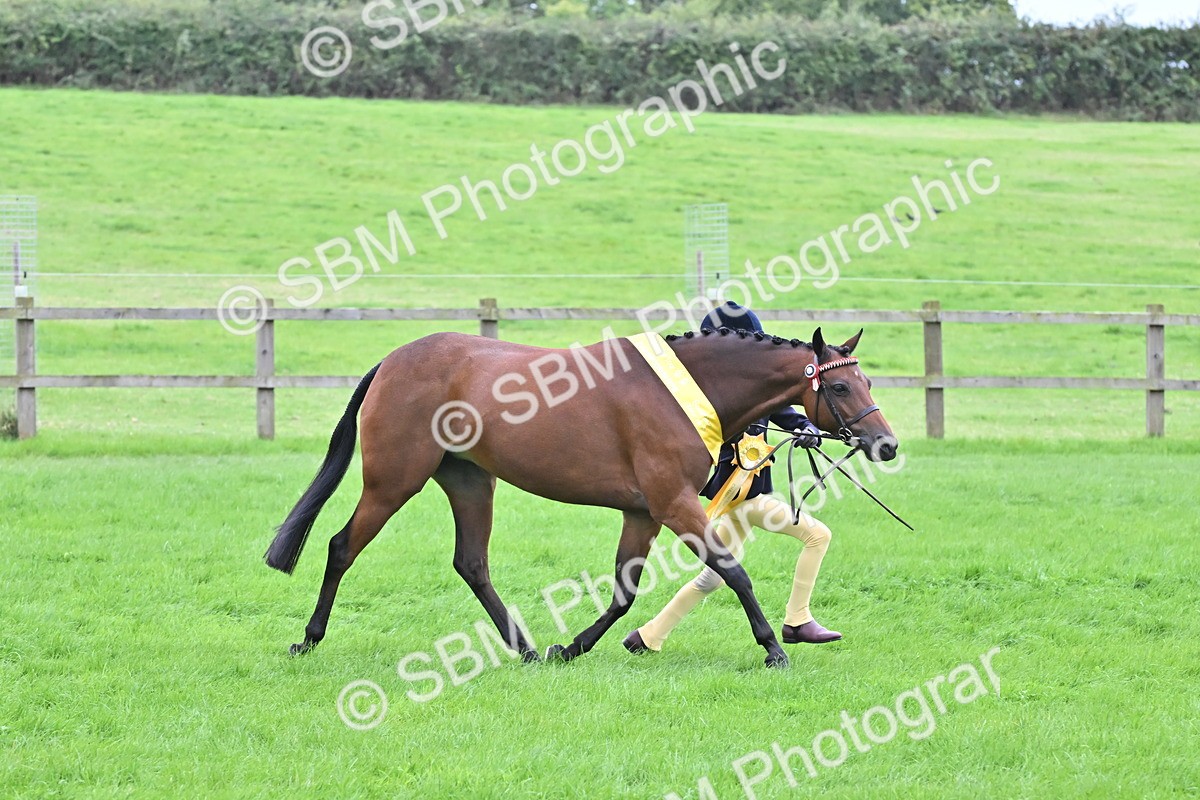 SBM_64963 - S50 - Show Pony & Show Hunter Pony In Hand