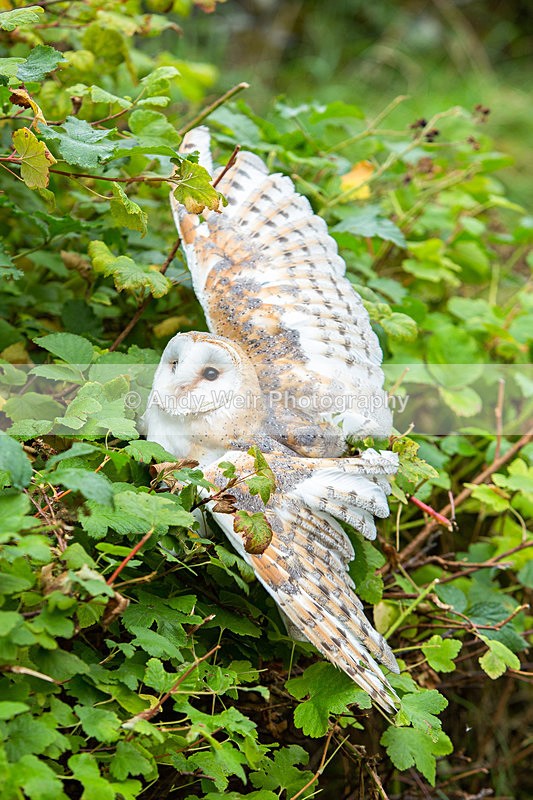 20131012-3K8A7131-2464 - Barn Owl