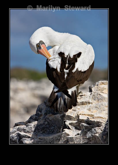 Nazca booby - Galapagos Islands