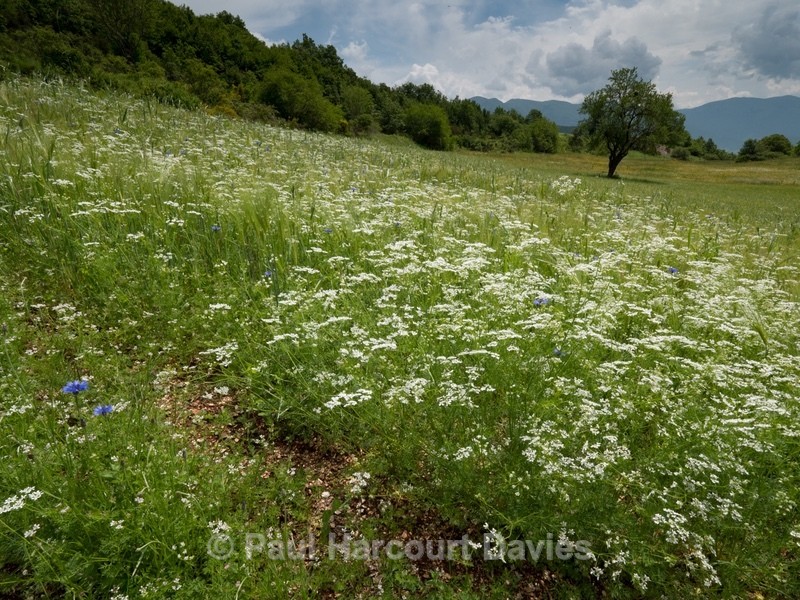 Coriander ( Coriandrum sativum) planted as a green fertiliizer - Flowers in the Landscape - 2