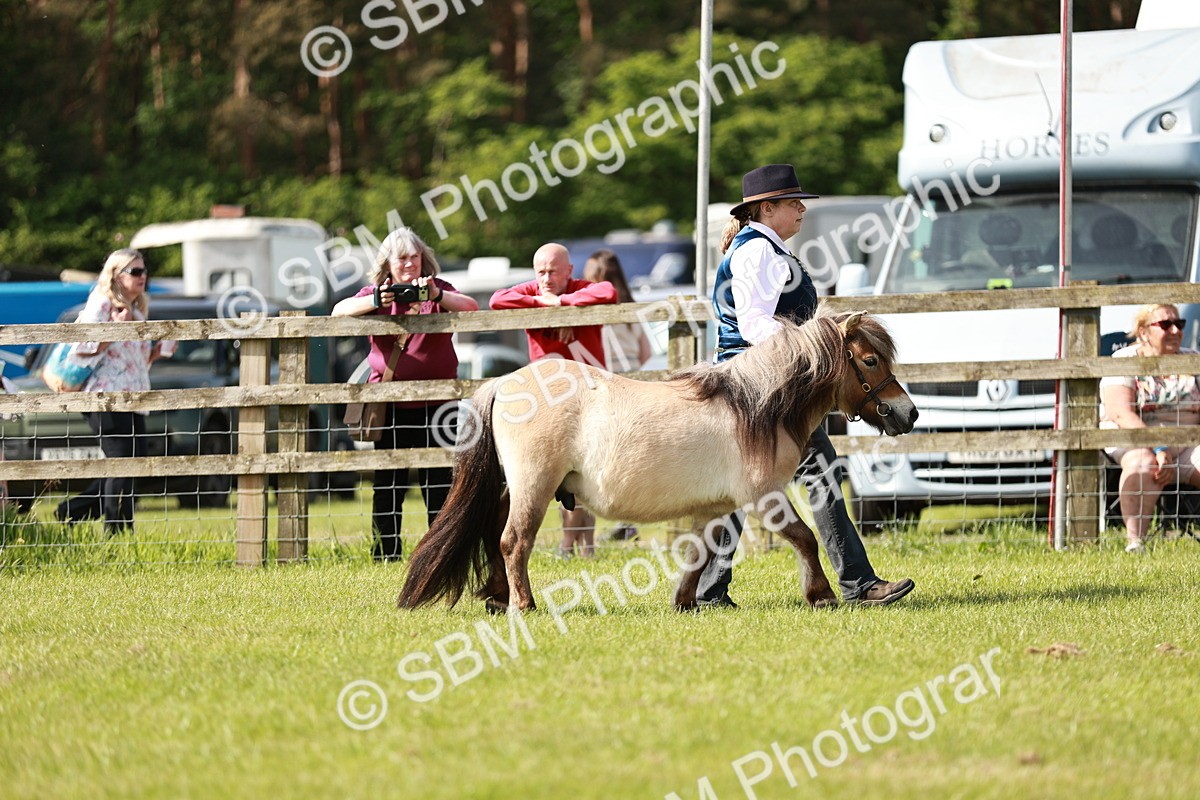 SBM_01738 - Class 14-23 - Mountain & Moorland In Hand Non Welsh
