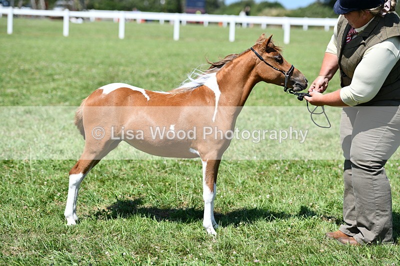 DSC_7014 - Class 59: Miniature Horse Yearling