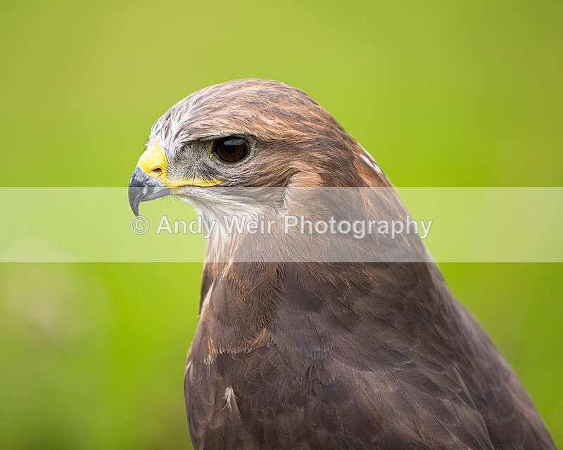 20140816-3K8A5267 - Common Buzzard