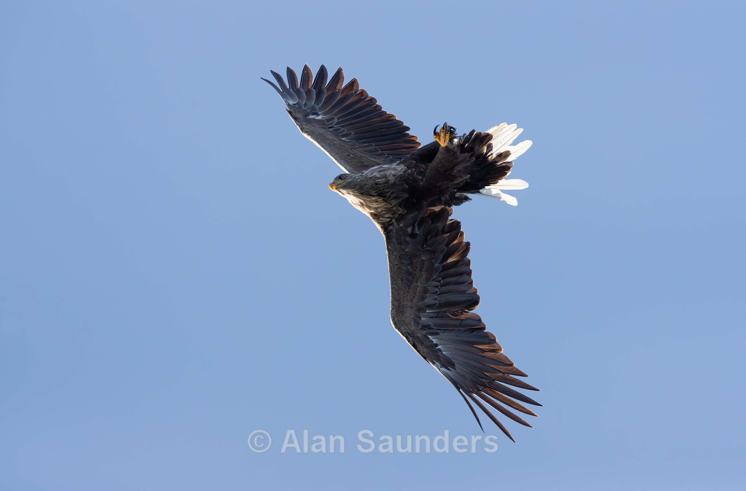 White Tailed Eagle 105