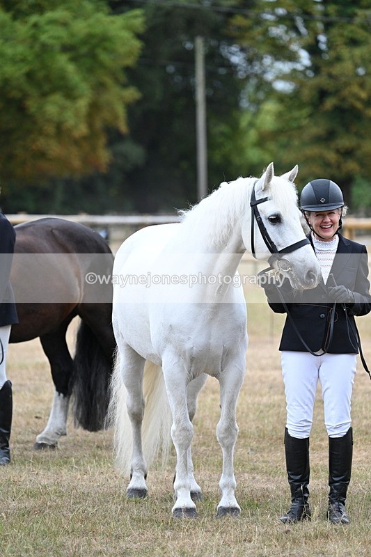 WJ7_0205 - Class 5a Most Handsome Gelding (above 14.2hh)