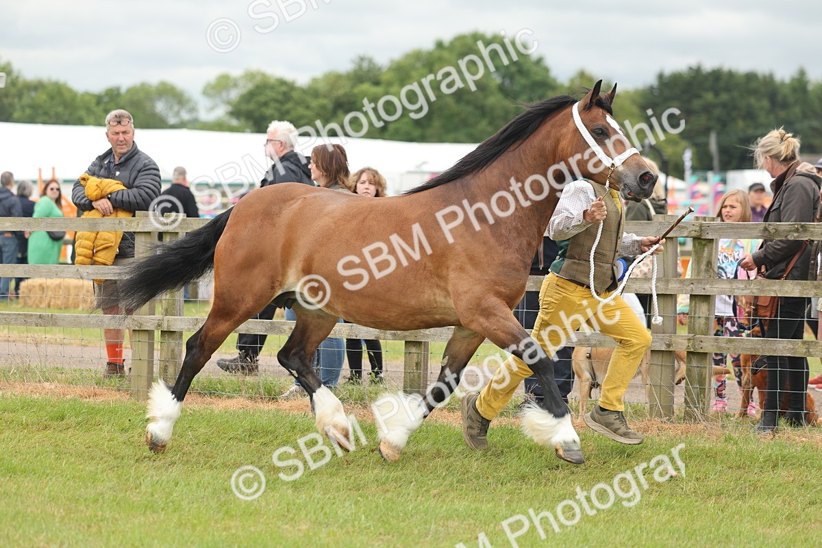 SBM_04954 - Class 50-57 - M&M Welsh Pony In Hand