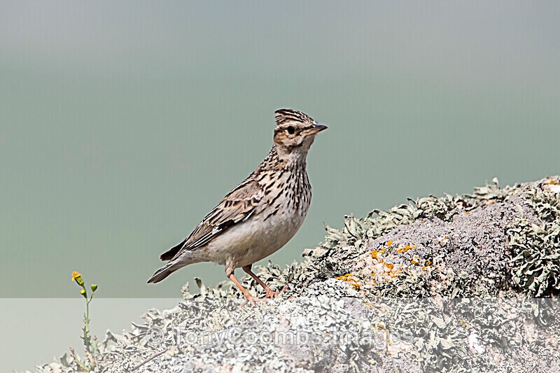 Woodlark - Macin National Park