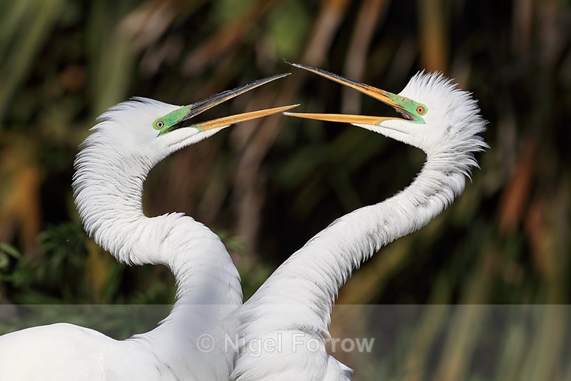 Great Egret pair interacting at nest, Gatorland, Florida - Great Egret