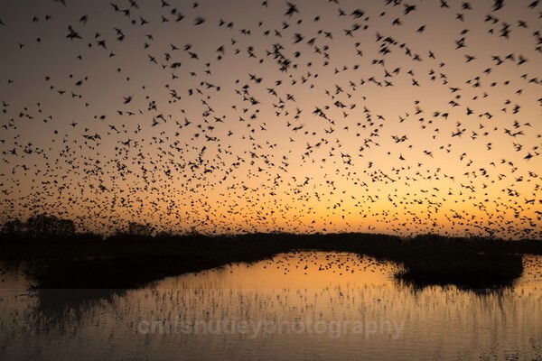  - Birds of Britain and Europe