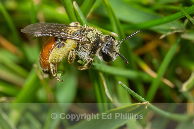 Andrena labiata (f) - Andrena labiata