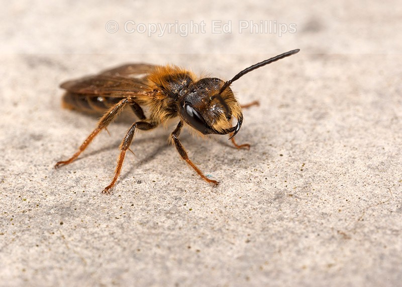 Andrena bucephala (m)