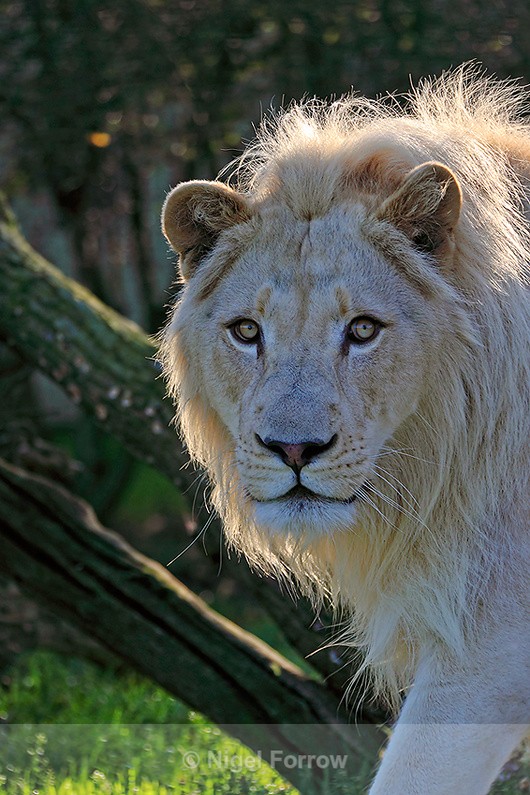White lion close-up - Lion