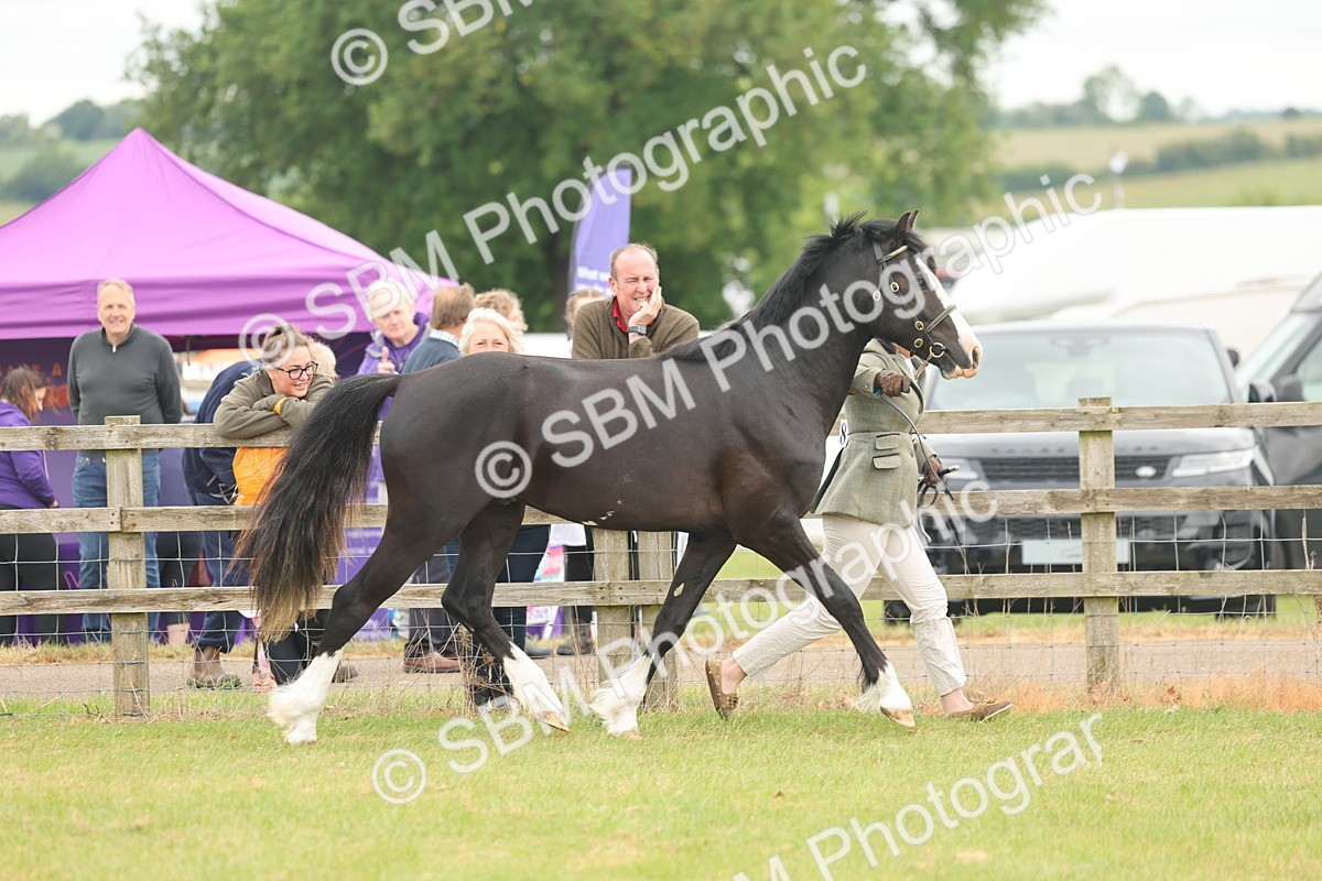 SBM_04802 - Class 50-57 - M&M Welsh Pony In Hand