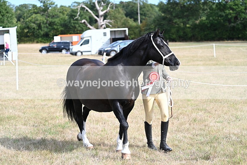 WJ7_8044 - In-hand Championship