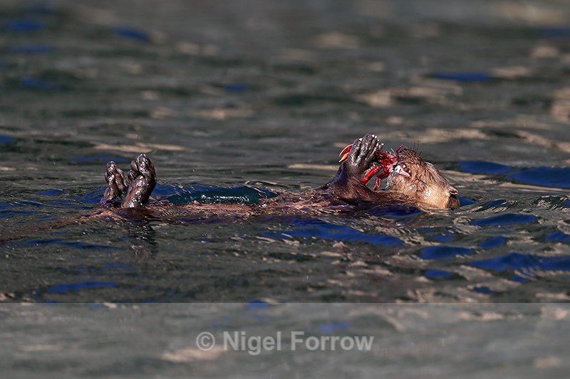 Marine Otter eating crayfish, Chile - Otter
