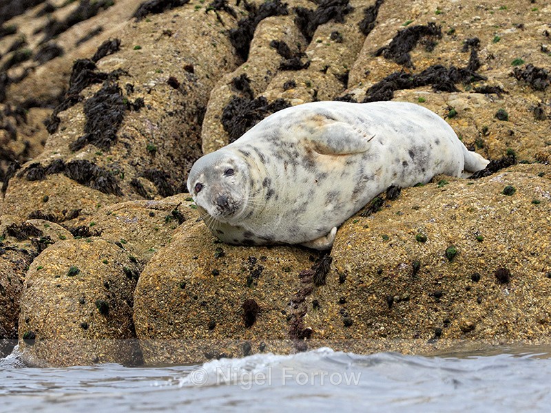 Grey Seal (female) resting on rocks, Isles of Scilly - Seal