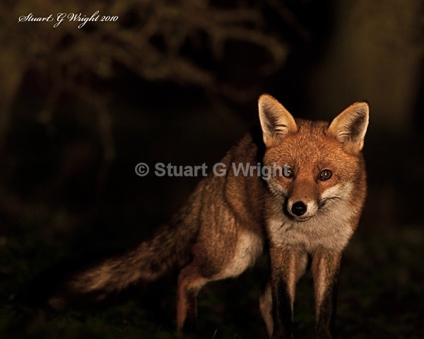 606 - Fox
