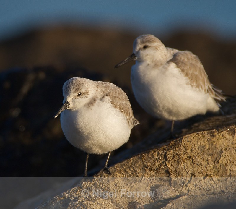 Sanderling - Sanderling